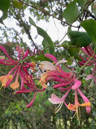 Attēlu rezultāti vaicājumam “Lonicera caprifolium”