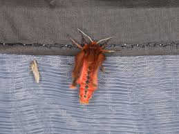 Attēlu rezultāti vaicājumam “Phragmatobia fuliginosa”