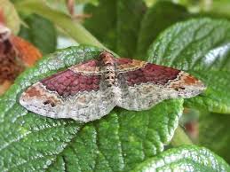 Attēlu rezultāti vaicājumam “Xanthorhoe spadicearia”