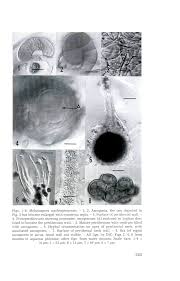 Attēlu rezultāti vaicājumam “Melanospora lagenaria”