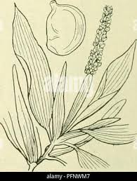 Attēlu rezultāti vaicājumam “Potamogeton praelongus leaf”