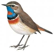 Attēlu rezultāti vaicājumam “Luscinia svecica”