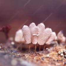 Attēlu rezultāti vaicājumam “Arcyria denudata spores”