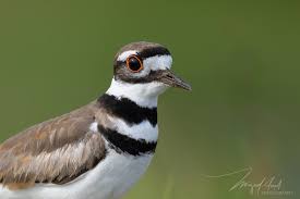 Image result for Charadrius vociferus
