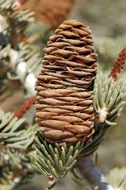 Attēlu rezultāti vaicājumam “Abies concolor”