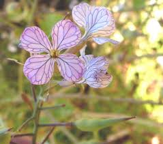 Attēlu rezultāti vaicājumam “Raphanus sativus flower”