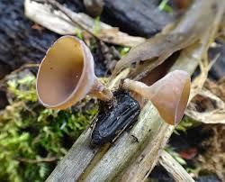 Attēlu rezultāti vaicājumam “Myriosclerotinia scirpicola”
