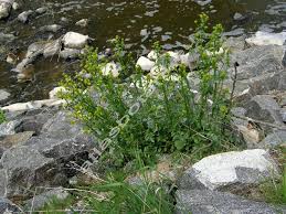 Attēlu rezultāti vaicājumam “Barbarea vulgaris subsp. arcuata”