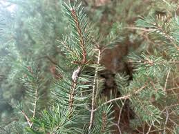 Attēlu rezultāti vaicājumam “Retinia resinella pupa”