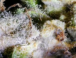 Attēlu rezultāti vaicājumam “Trichia botrytis var. cerifera spores”