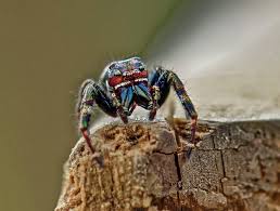 Attēlu rezultāti vaicājumam “Salticidae”