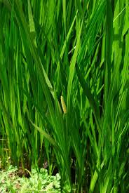 Image result for Acorus calamus