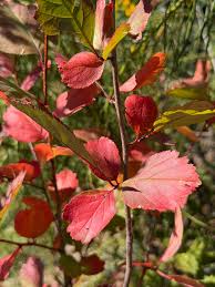 Attēlu rezultāti vaicājumam “Crataegus douglasii”