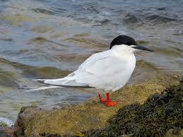 Attēlu rezultāti vaicājumam “Sterna”