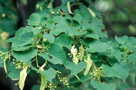 Attēlu rezultāti vaicājumam “Tilia cordata leaf”