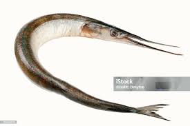 Attēlu rezultāti vaicājumam “Belone belone”