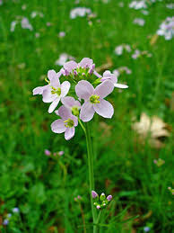 Attēlu rezultāti vaicājumam “Cardamine pratensis leaf”