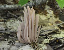 Attēlu rezultāti vaicājumam “Clavaria sphagnicola”