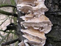 Attēlu rezultāti vaicājumam “Bjerkandera fumosa”