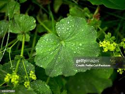 Attēlu rezultāti vaicājumam “Alchemilla vulgaris aggr. leaf”