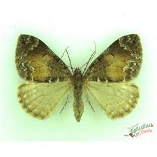 Attēlu rezultāti vaicājumam “Dysstroma truncata”