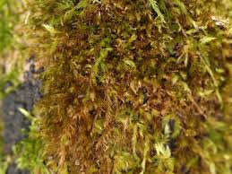 Attēlu rezultāti vaicājumam “Leucodon sciuroides”