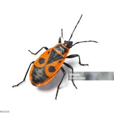 Attēlu rezultāti vaicājumam “Pyrrhocoris apterus imago”