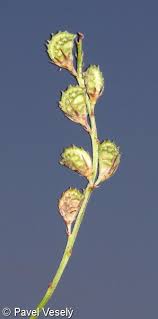 Attēlu rezultāti vaicājumam “Onobrychis arenaria bud”