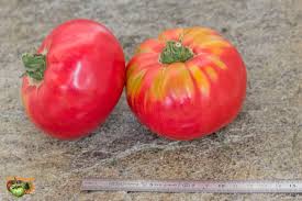 Afbeeldingsresultaat voor caspian pink tomato