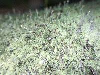 Attēlu rezultāti vaicājumam “Chaenotheca chlorella”