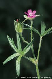 Attēlu rezultāti vaicājumam “Geranium dissectum flower”