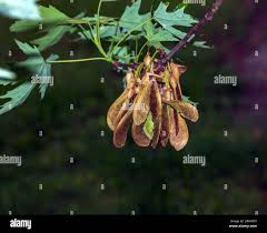 Attēlu rezultāti vaicājumam “Acer saccharinum fruit”