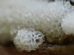 Attēlu rezultāti vaicājumam “Ceratiomyxa porioides spores”