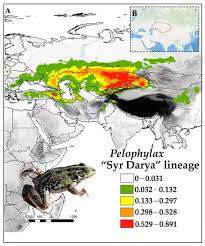 Attēlu rezultāti vaicājumam “Pelophylax adult”