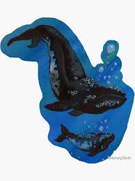 Image result for Eubalaena glacialis