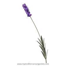 Attēlu rezultāti vaicājumam “Lavandula angustifolia”