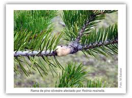 Attēlu rezultāti vaicājumam “Retinia resinella”