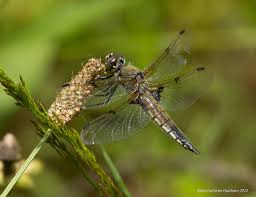 Attēlu rezultāti vaicājumam “Libellula quadrimaculata”