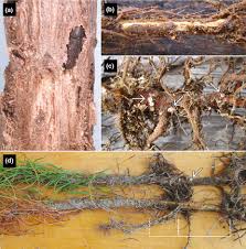 Attēlu rezultāti vaicājumam “Hylastes sp.”