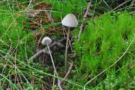 Attēlu rezultāti vaicājumam “Mycena filopes”