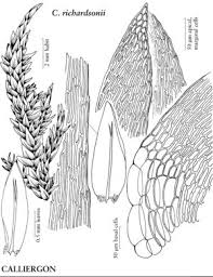 Attēlu rezultāti vaicājumam “Calliergon megalophyllum”