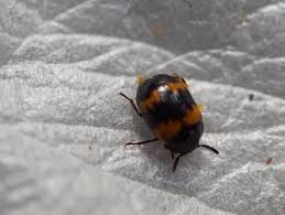 Attēlu rezultāti vaicājumam “Diaperis boleti imago”