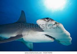 Image result for Sphyrna mokarran