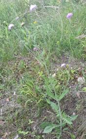 Attēlu rezultāti vaicājumam “Knautia arvensis leaf”