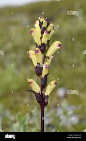 Attēlu rezultāti vaicājumam “Pedicularis sceptrum-carolinum leaf”