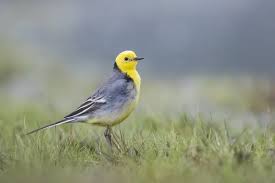 Attēlu rezultāti vaicājumam “Motacilla citreola male”