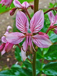 Image result for Diptam