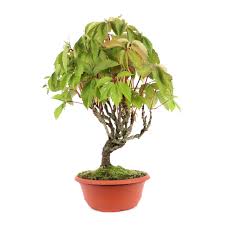 Image result for parthenocissus bonsai