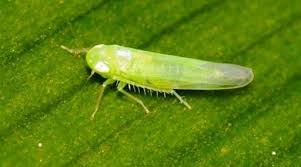 Attēlu rezultāti vaicājumam “Empoasca sp.”