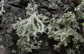 Attēlu rezultāti vaicājumam “Ramalina pollinaria”